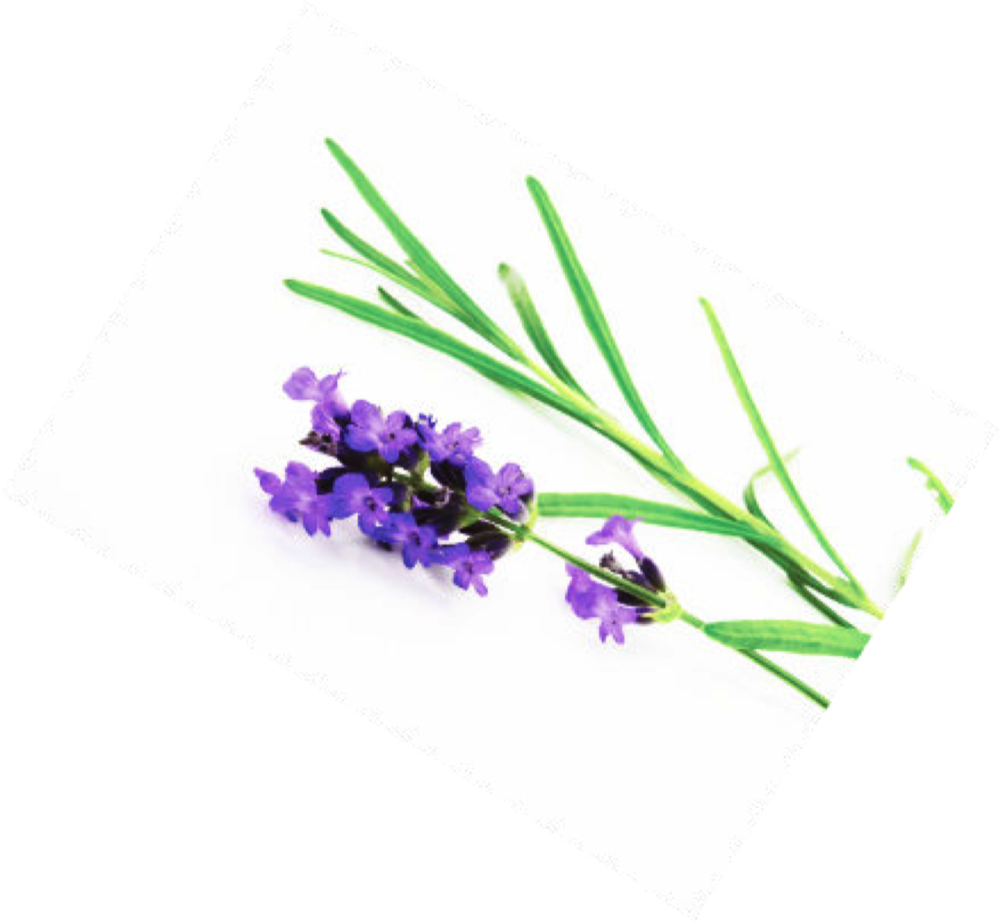 Lavendel